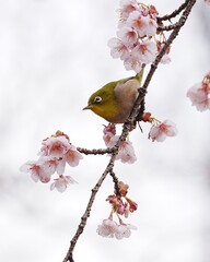 美しい寒桜と可愛いメジロ