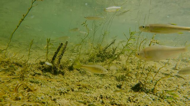 한국,물고기,물고기떼,납자루떼,납자루,하천,강,수중촬영,Korea, fish, herds of fish, naphirut, naphiru, naphiru, river, river, underwater shooting