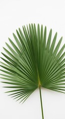 Obraz premium Deep green palmate leaf is centrally positioned against a bright, plain background.