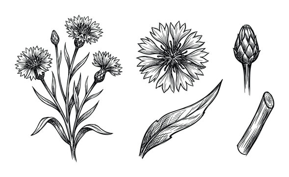 Botanical illustration of cornflowers with buds, leaf and stem in black and white sketch style.