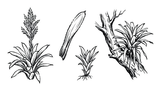 Bromeliads plants illustration, sketch drawing bromeliad on tree branch, flowers and leaf isolated on white background