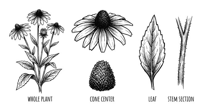 Echinacea plant parts botanical illustration cone flower leaf and stem black and white drawing vector