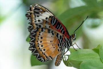 Cethosia cyane, the Leopard Lacewing Butterfly.