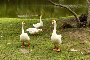 Obraz premium Domestic white goose, aquatic bird of the Anatidae family, in São Luís, MA, Brazil.