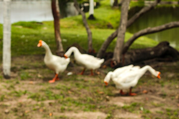 Obraz premium Domestic white goose, aquatic bird of the Anatidae family, in São Luís, MA, Brazil.