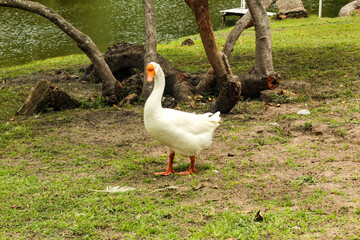 Obraz premium A white goose, a waterfowl of the Anatidae family, in São Luís, MA, Brazil.