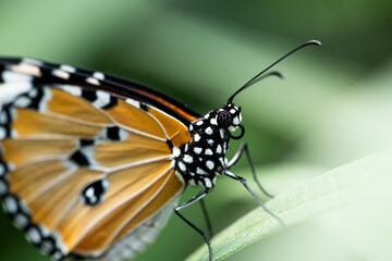 Danaus plexippus, the Monarch Butterfly.