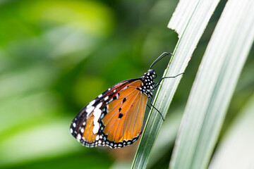 Danaus plexippus, the Monarch Butterfly.