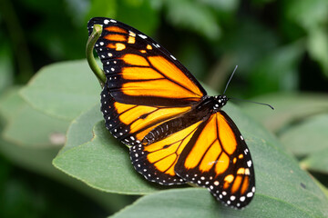 Danaus plexippus, the Monarch Butterfly.