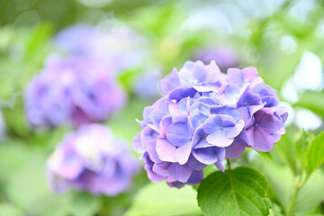 Pink and purple hydrangea with beautiful gradient petals