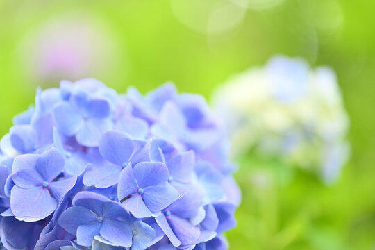 Purple hydrangea close up with dreamy bokeh background