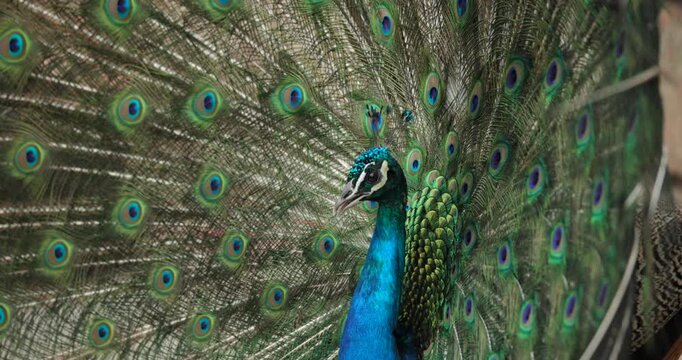 Peacock Shaking its Feathers