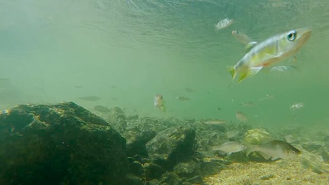 한국,물고기,물고기떼,납자루떼,납자루,하천,강,수중촬영,Korea, fish, herds of fish, naphirut, naphiru, naphiru, river, river, underwater shooting