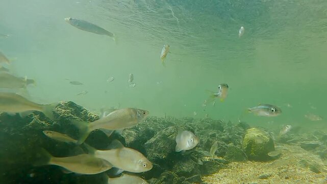 한국,물고기,물고기떼,납자루떼,납자루,하천,강,수중촬영,Korea, fish, herds of fish, naphirut, naphiru, naphiru, river, river, underwater shooting