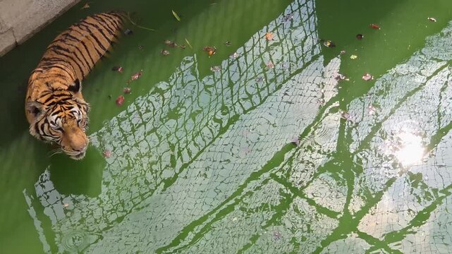 High-Angle Shot of a Bengal Tiger Swimming in a Green Zoo Pond with Mesh Fencing Reflection on the Water Surface.