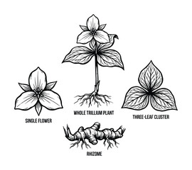 Trillium Plant Anatomy Vector Illustration, Single Flower, Whole Plant, Three-Leaf Cluster, and Rhizome