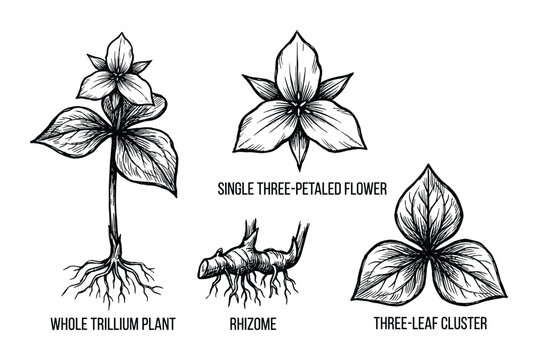 Trillium Plant Illustration, Featuring Whole Plant, Flower, Rhizome, and Leaf Cluster Black and White Hand Drawn Vector Design