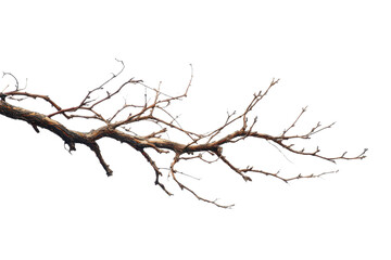 bare tree branch isolated PNG with Transparent Background