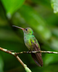 hummingbird in flight © Rodolfo