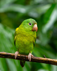 blue and yellow macaw
