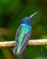 hummingbird in flight © Rodolfo