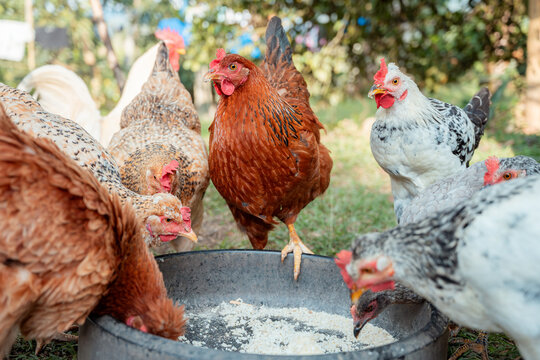 Free-range farm hens and chickens feeding outdoors from a trough, representing organic farming, sustainable agriculture, and natural animal husbandry practices in a rural backyard