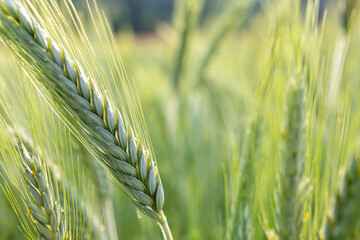 Fototapeta premium Macro close-up of a green wheat ear in early development stage with soft natural light and blurred background. Concept of crop growth, sustainable agriculture, cereal production, and fresh rural farmi