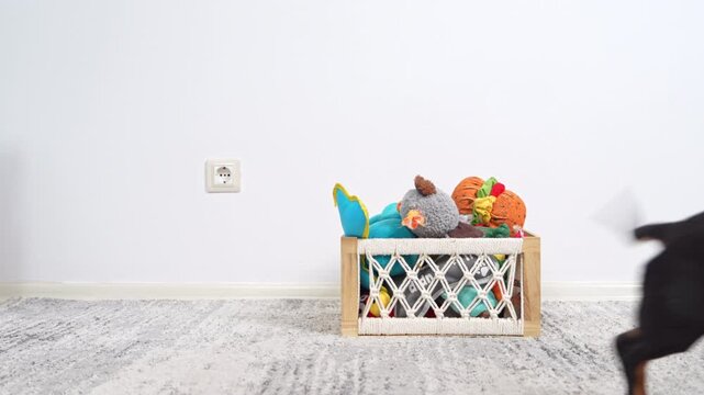 A dachshund dog in a yellow shirt bends over a wooden box full of stuffed animals, searches and rummages on a light-colored carpet against a white wall, playfully behaves like a pet, and runs away.