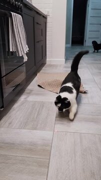Funny black and white cat playing with a laser pointer, chasing a red dot across the kitchen floor. Cute pet activity video showing hunting instincts, exercise, and healthy playful behavior at home.