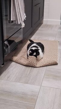 Funny black and white cat playing with a laser pointer, chasing a red dot across the kitchen floor. Cute pet activity video showing hunting instincts, exercise, and healthy playful behavior at home.
