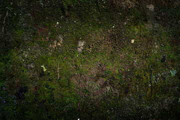 Top-down view of a dark, damp forest floor covered in green moss and organic soil texture. © Gung