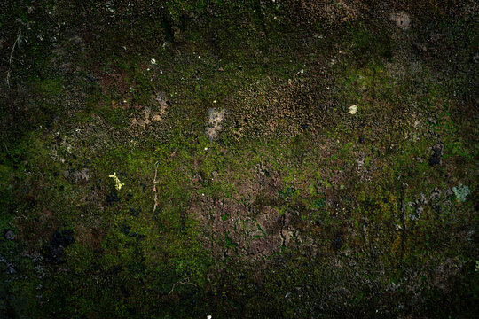 Top-down view of a dark, damp forest floor covered in green moss and organic soil texture.