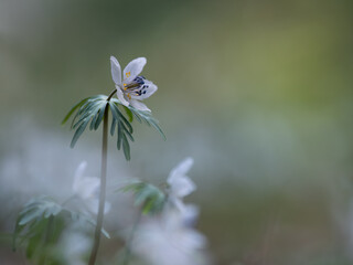 早春の森のセツブンソウ