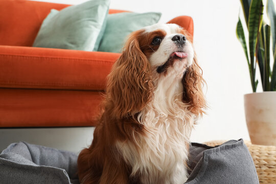 Cute cavalier King Charles spaniel lying in pet bed at home