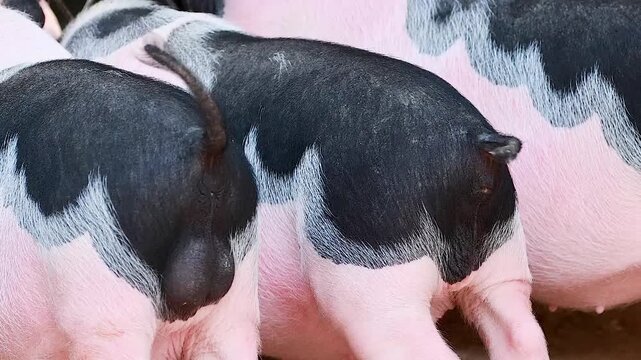 Close Up Rear View of Spotted Mini Pigs Walking Together