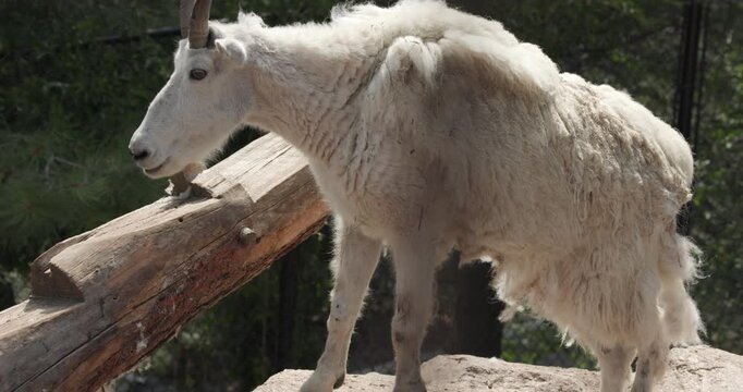 Rocky Mountain Goat Standing on Hill