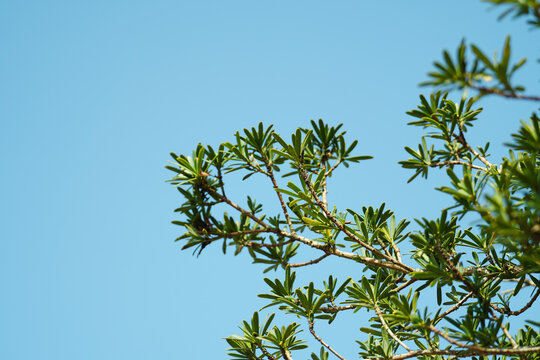 Green tree branches with narrow leaves against a clear blue sky. Natural foliage in bright sunlight for eco-friendly and outdoor concepts.