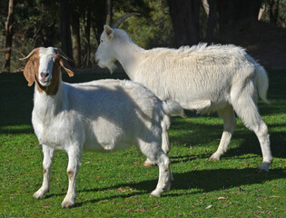 Obraz premium Goats roam freely in a roadside paddock-country Victoria 800_8885.jpg