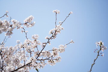 Sakura Cherry Blossoms in Full Bloom