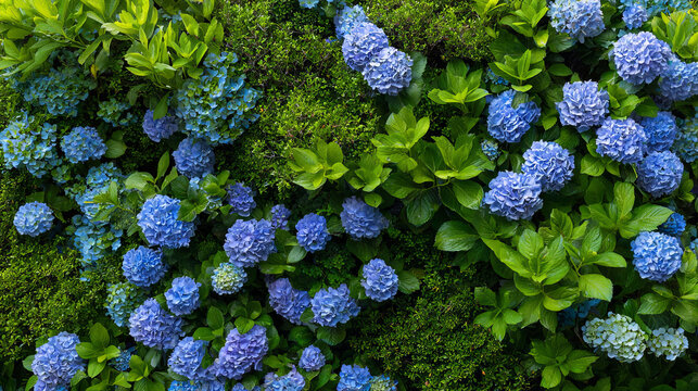 From above of lush bush with abundance of colorful blue Hydrangea flowers with green leaves growing in garden on summer day