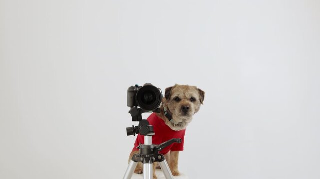 Border Terrier Dog Filming in Studio with Tripod Camera on White Background &ndash; 4K B-Roll Footage