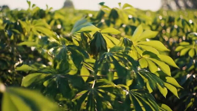 Close-up of green cassava leaves growing in a sunny field.