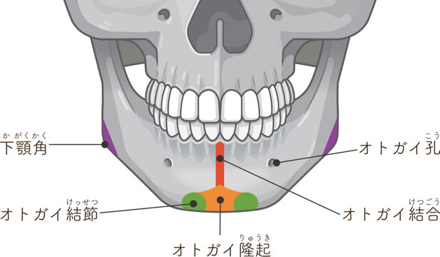 下顎骨のイラスト Illustration of the mandible