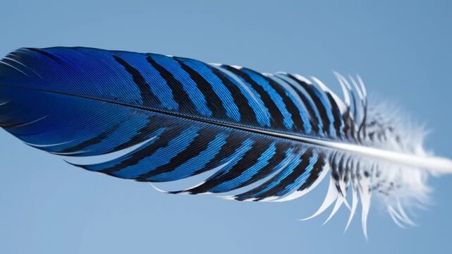 Close-up of a vibrant blue and black striped feather against a soft blue background, showcasing its intricate details and delicate structure.