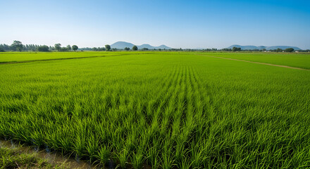 Obraz premium Lush green agricultural paddy field in Karnataka India with dist