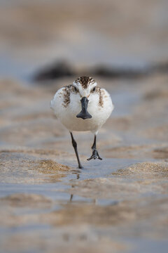 넓적부리도요 Spoon-billed Sandpiper