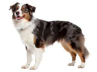 Fototapeta premium miniature american shepherd dog standing on a white background