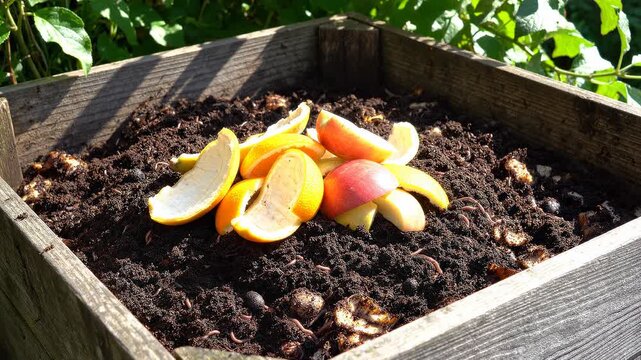 Adding Fresh Fruit Scraps to Garden Compost Bin with Earthworms