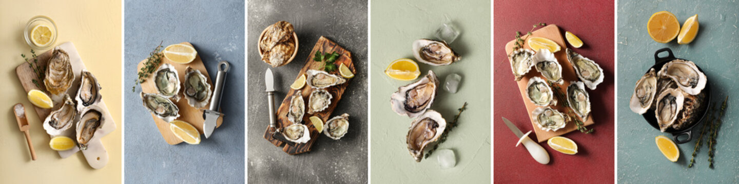 Set of fresh oysters on grunge background, top view