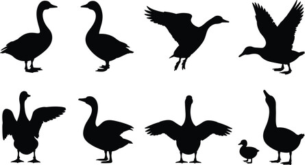 Goose silhouettes collection with standing walking flying and wings spread poses black vector illustration set isolated © Amena